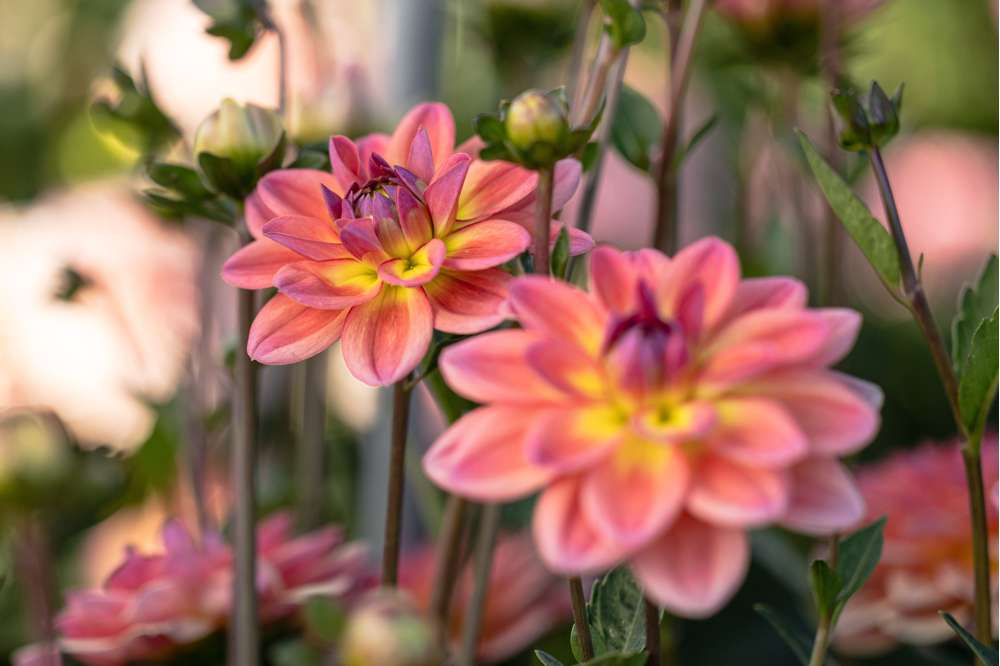Dahlia 'Pacific View'